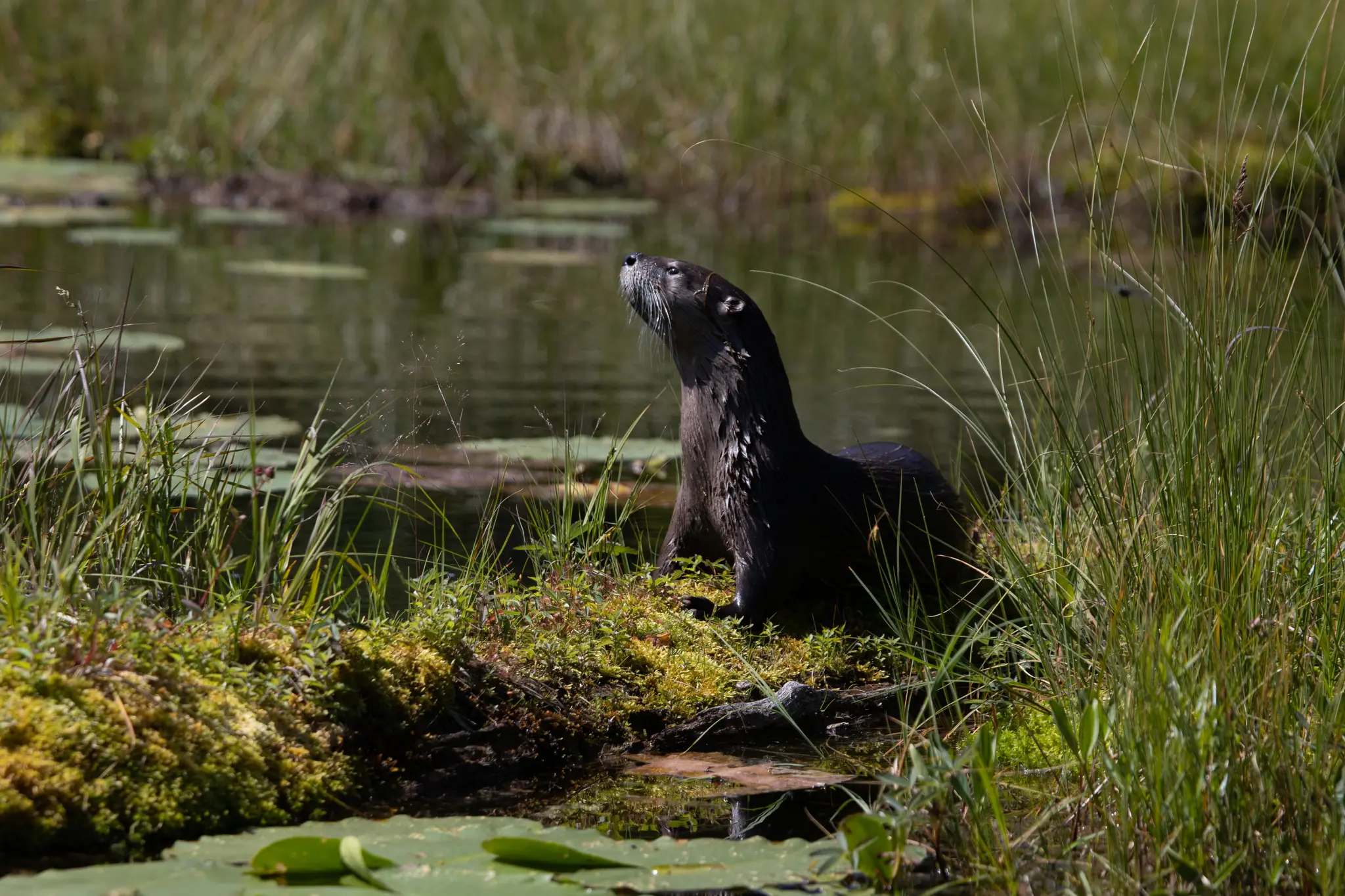 A North American river otter climbing onto a grassy pond bank